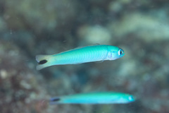 Ptereleotris heteroptera