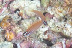 Pseudocoris yamashiroi