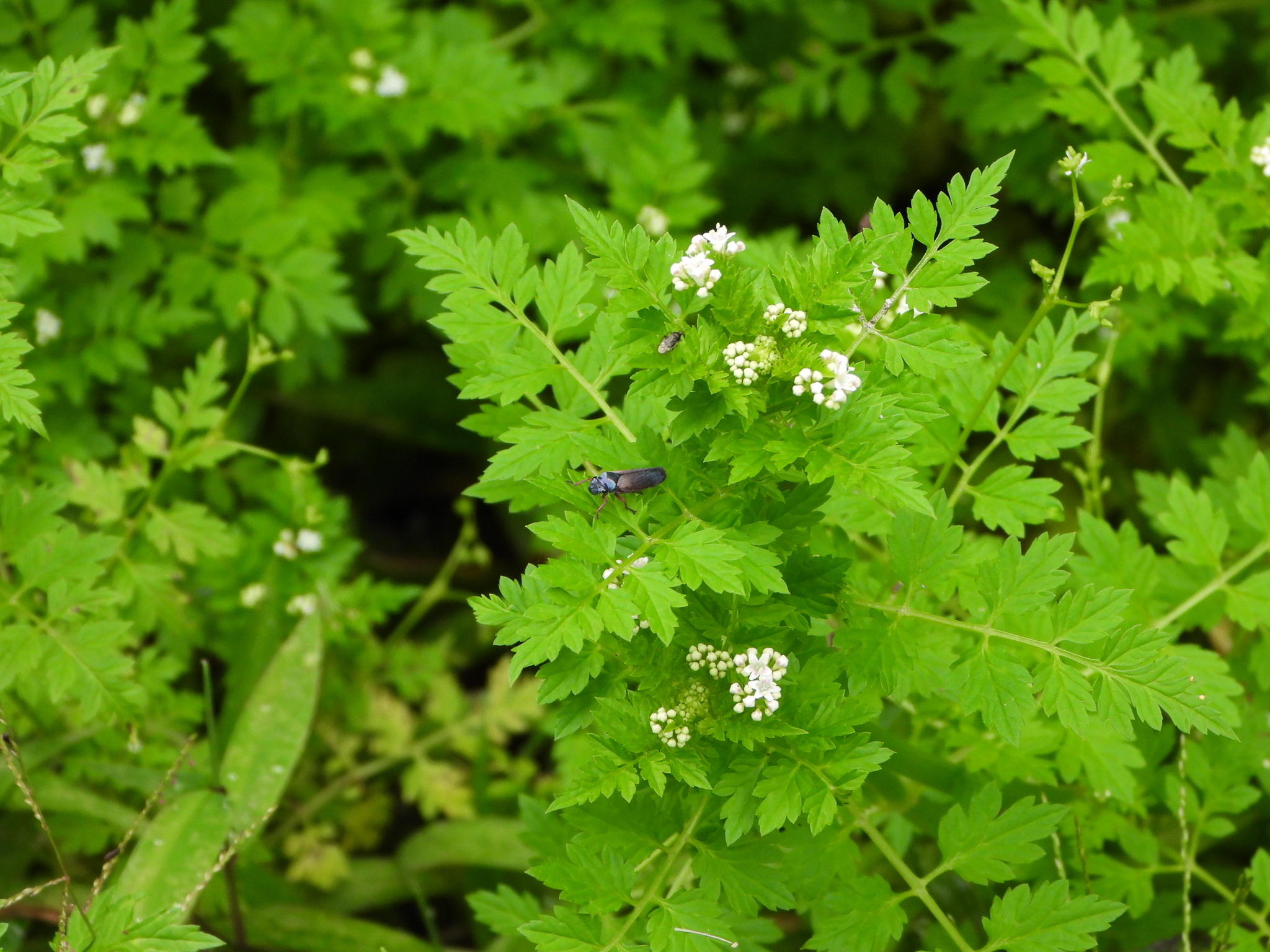 Valeriana image