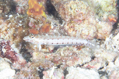 Parapercis clathrata