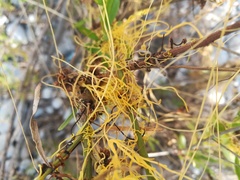 Cuscuta mitriformis