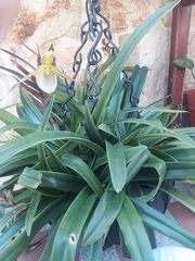 Phragmipedium longifolium