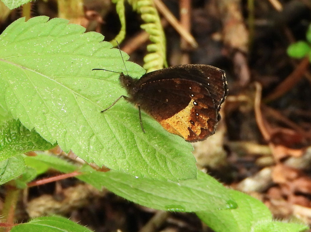 Pedaliodes philonis image