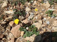 Ranunculus monspeliacus