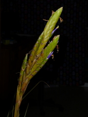 Tillandsia botterii