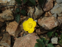 Ranunculus monspeliacus