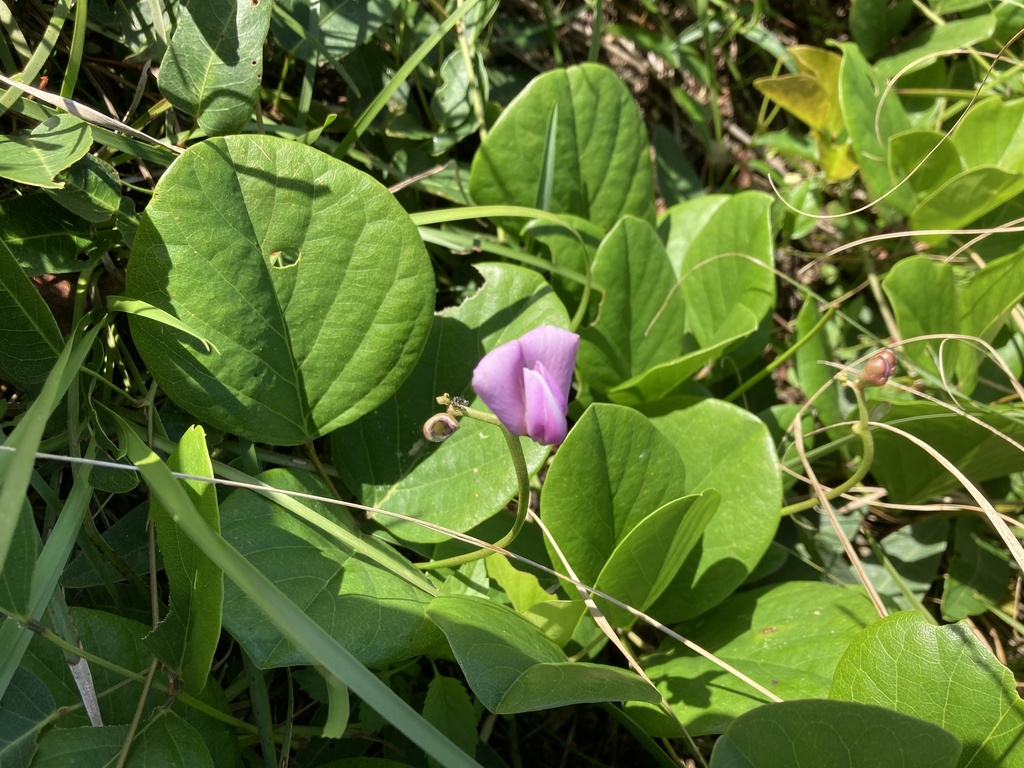 Beach Bean from Noosa National Park, Coolum Beach, QLD, AU on April 28 ...