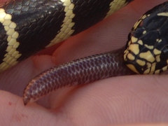 Rena humilis humilis
