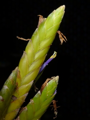 Tillandsia botterii