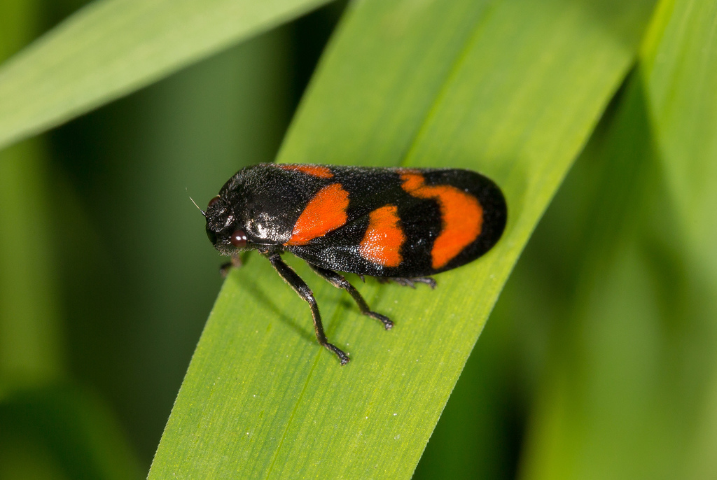 Cercopis vulnerata ; (c) raedwulf68, some rights reserved (CC BY-NC), uploaded by raedwulf68