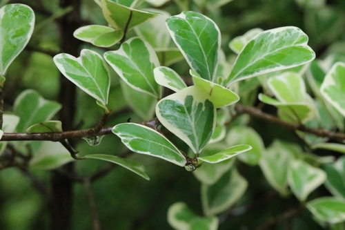 Sweetheart Tree (Ficus triangularis)