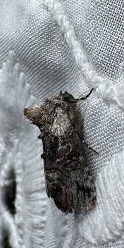 Minute Oval Abrostola photo 3