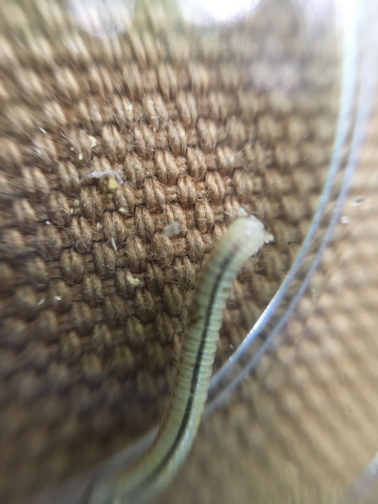 Bumblebee Millipede