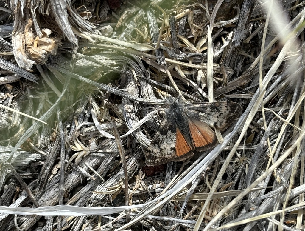 Pogonogenys proximalis