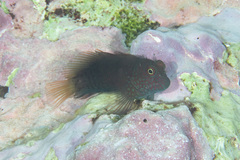 Cirripectes stigmaticus