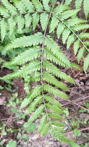 Pteris deflexa, 2024-05-01
