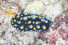 Phyllidia carlsonhoffi