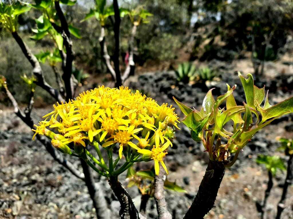 Broomstick Tree from Cd. de México, México on April 29, 2024 at 0808