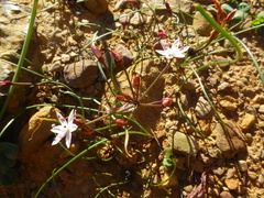 Strumaria tenella tenella