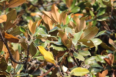 Magnolia