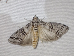 Ctenomeristis