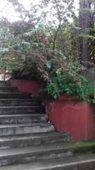 Cotoneaster multiflorus