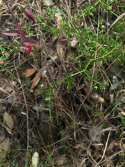 Galium porrigens porrigens
