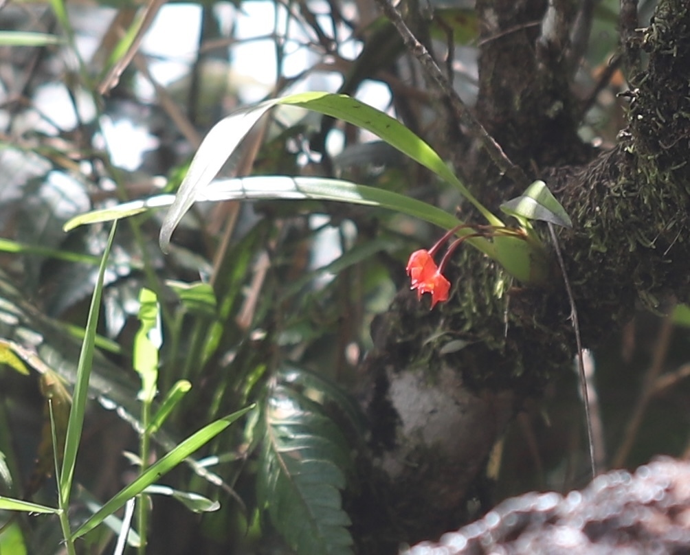Maxillaria coccinea