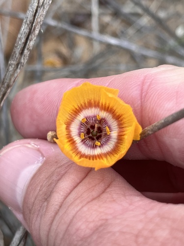 Laredo flax (Linum elongatum)