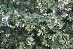 Linnaea