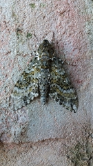 Manduca lichenea