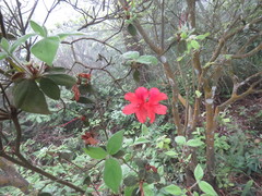 Rhododendron oldhamii