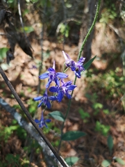 Delphinium madrense