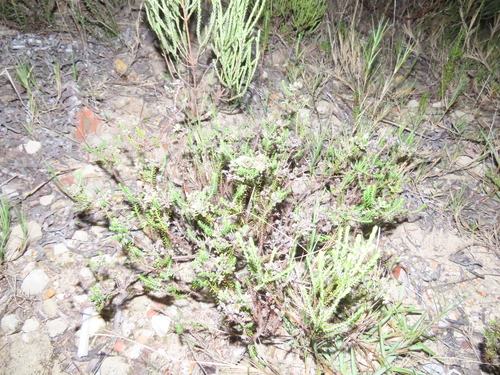 Image of Helichrysum niveum by (c) Adele SL, some rights reserved (CC BY)