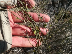 Mirandea huastecensis