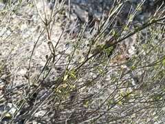 Mirandea huastecensis