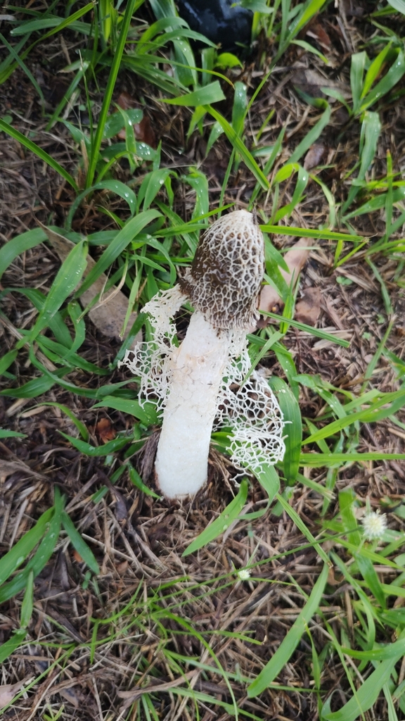 Phallus indusiatus · April 2024 · photo: © biologodepracinha (iNaturalist, cc-by)