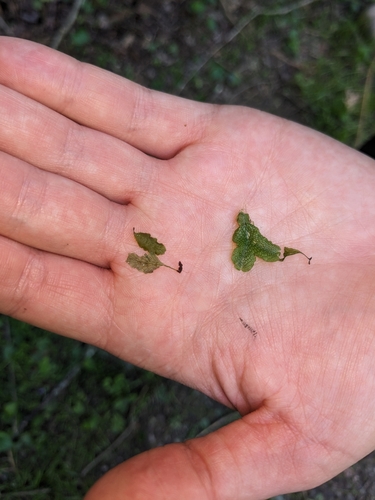 Image of Dwarf Filmy Fern (Didymoglossum petersii) by (c) Alaina Krakowiak, some rights reserved (CC BY)