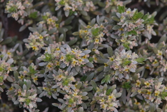 Thymelaea tartonraira