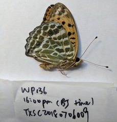 Argynnis zenobia