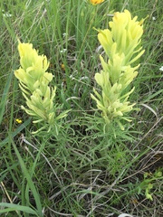 Castilleja citrina
