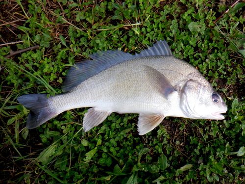Freshwater Drum