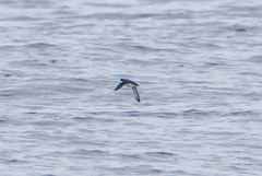 Synthliboramphus scrippsi