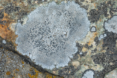 Lecanora bicincta