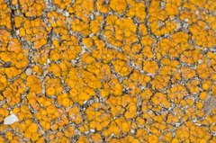 Polycauliona bolacina