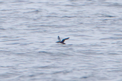 Synthliboramphus scrippsi