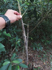 Phyllostachys makinoi
