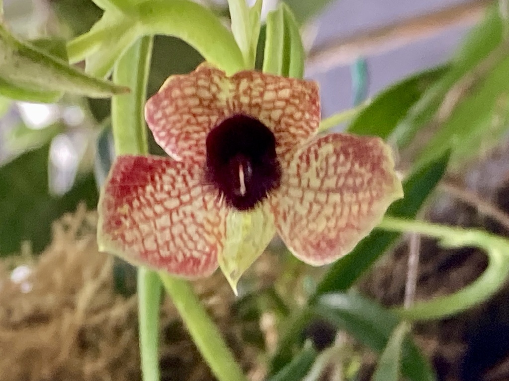 Telipogon isabelae