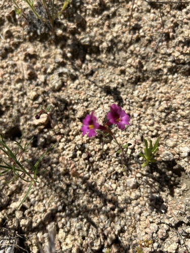 Palmer's monkeyflower (Erythranthe palmeri)