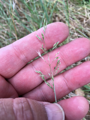 Agrostis hallii